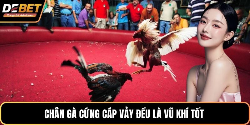 Chân gà cứng cáp vảy đều là vũ khí tốt