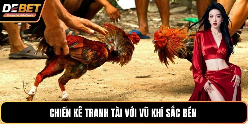 Chiến kê tranh tài với vũ khí sắc bén